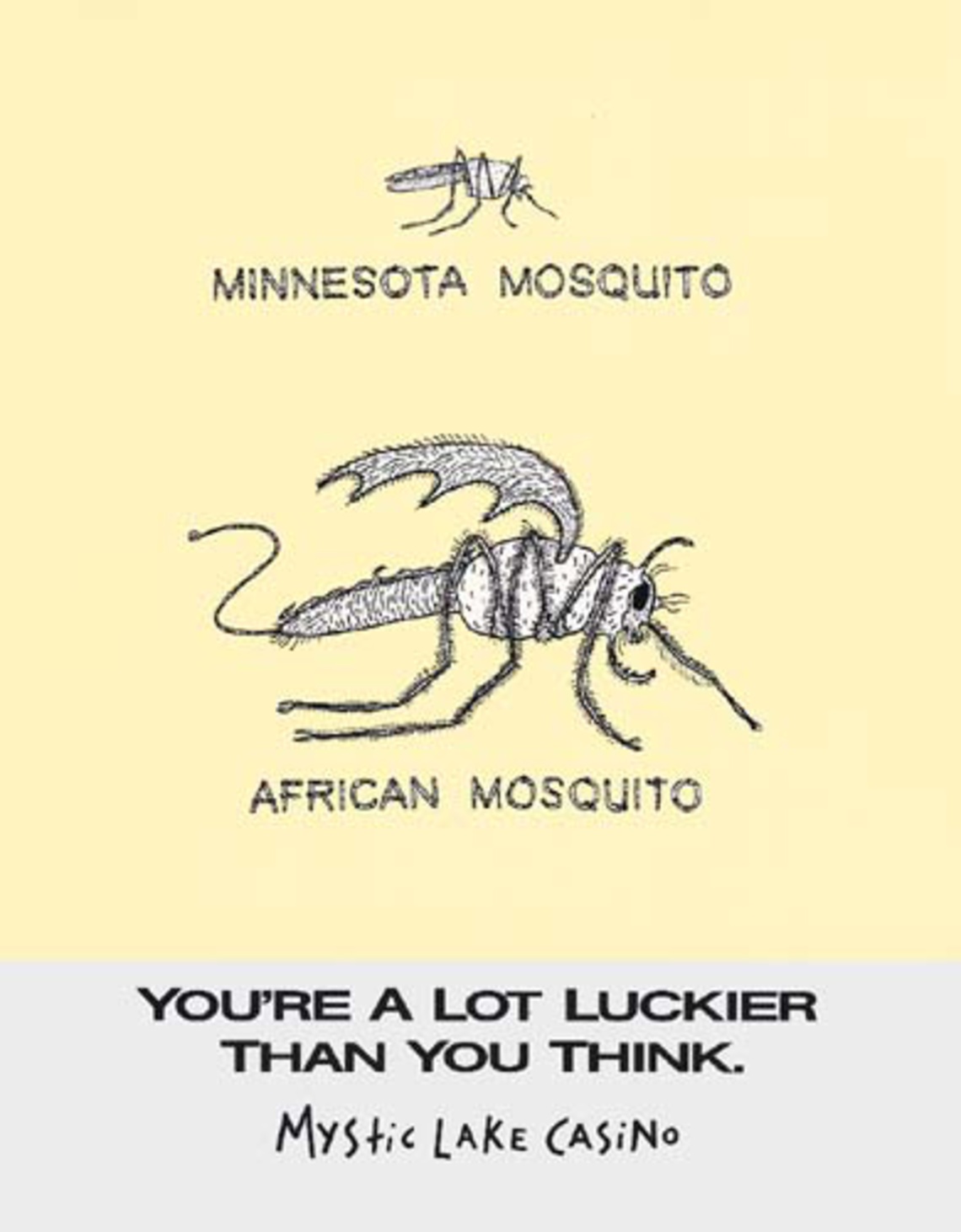 Minnesota mosquito. African mosquito.