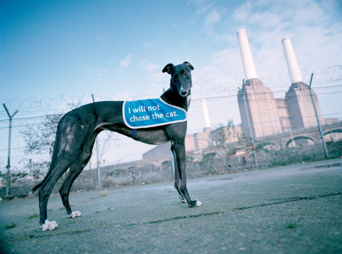 Battersea Dog Home