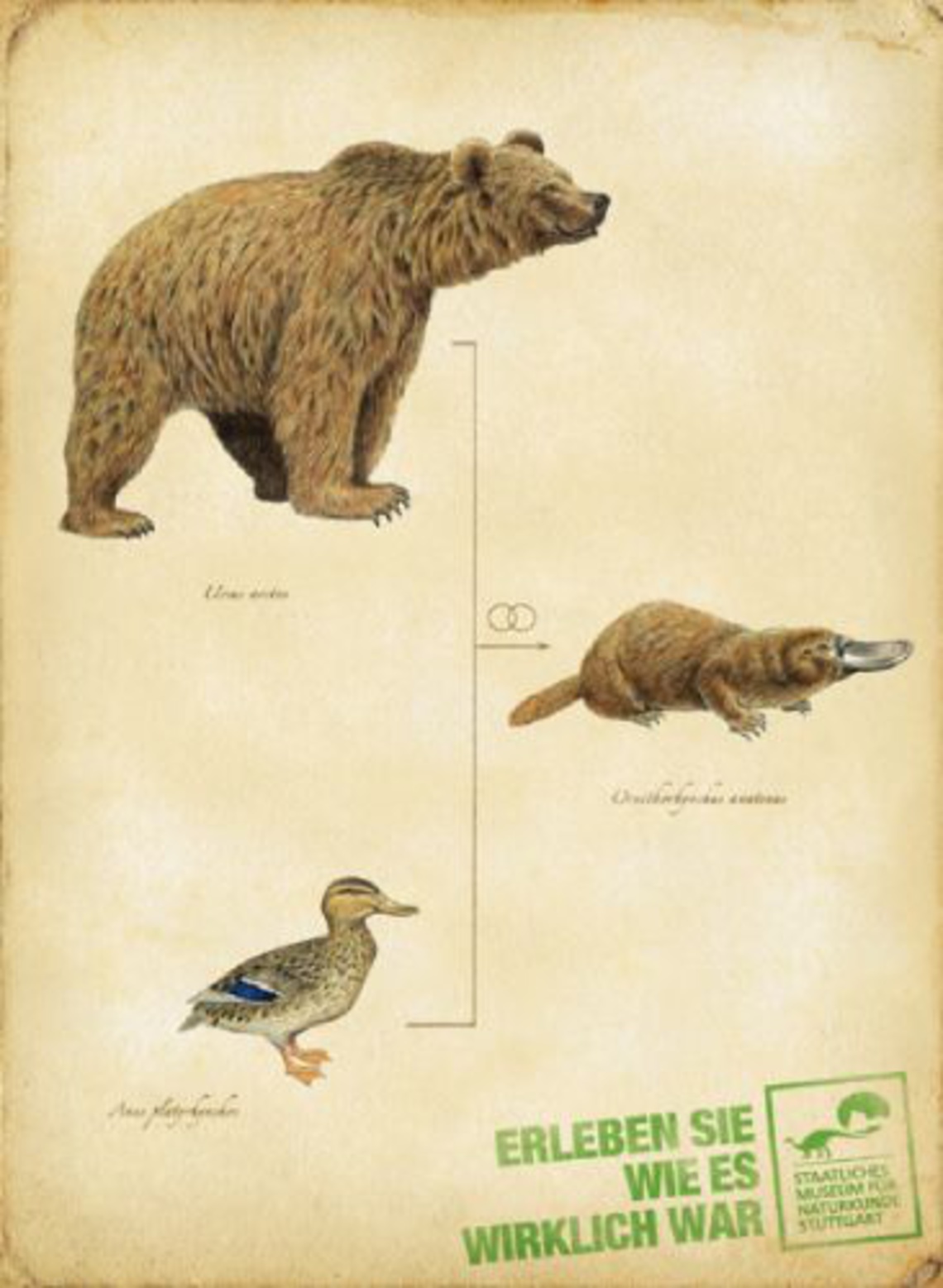 Staatliches Museum für Naturkunde Stuttgart