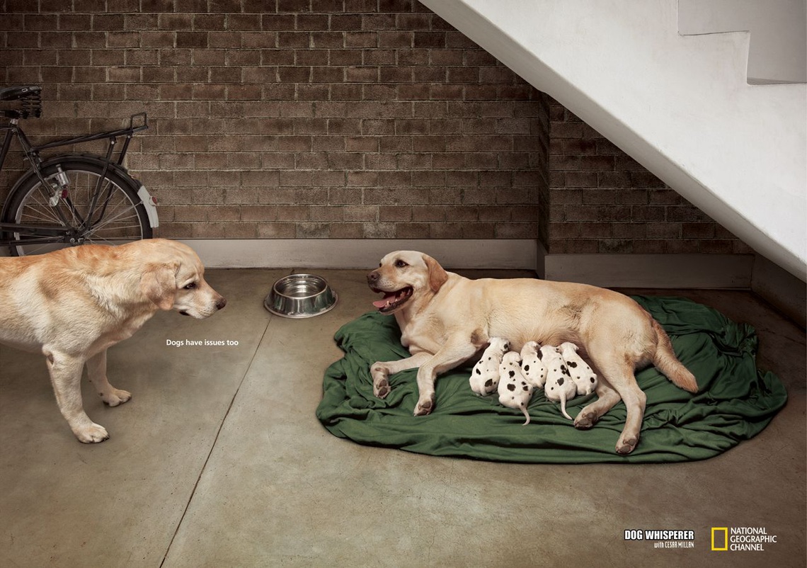 (Dogs have issues too. – Dog Whisperer with Cesar Millan.) Campaign for a TV program from the National Geographic Channel.