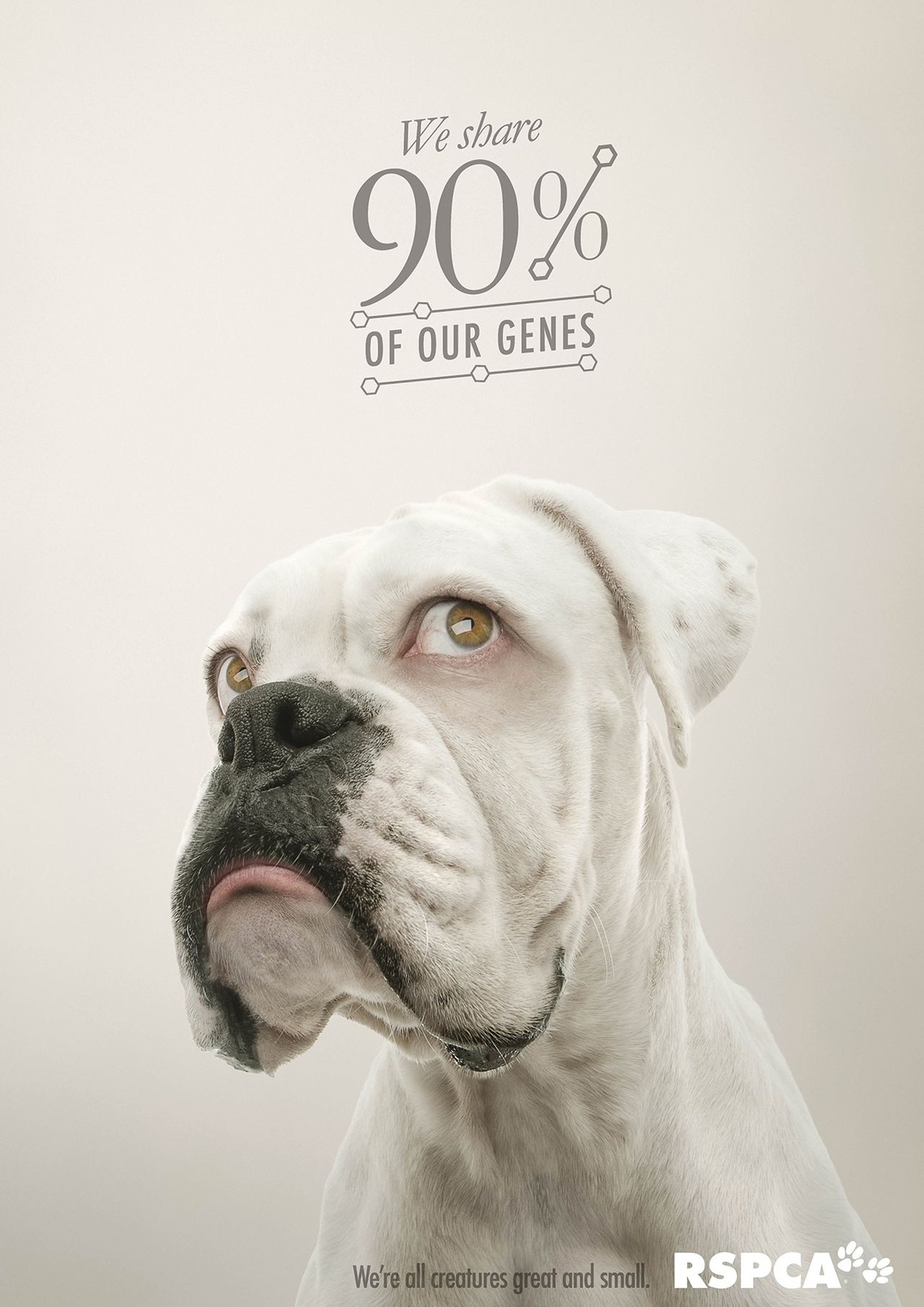 (We’re all creatures great and small.) Campaign for the animal welfare charity RSPCA, Queensland.