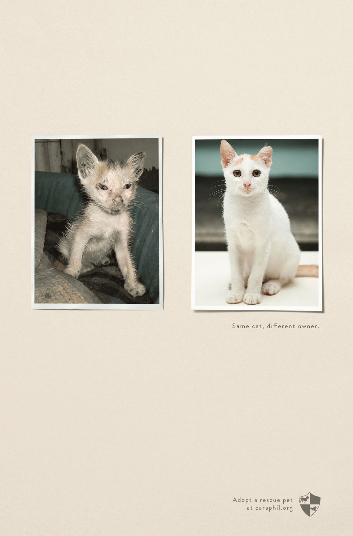 (Same cat. Different owner. – Adopt a rescue pet.) Campaign
for the animal welfare organization CARA Welfare Philippines.