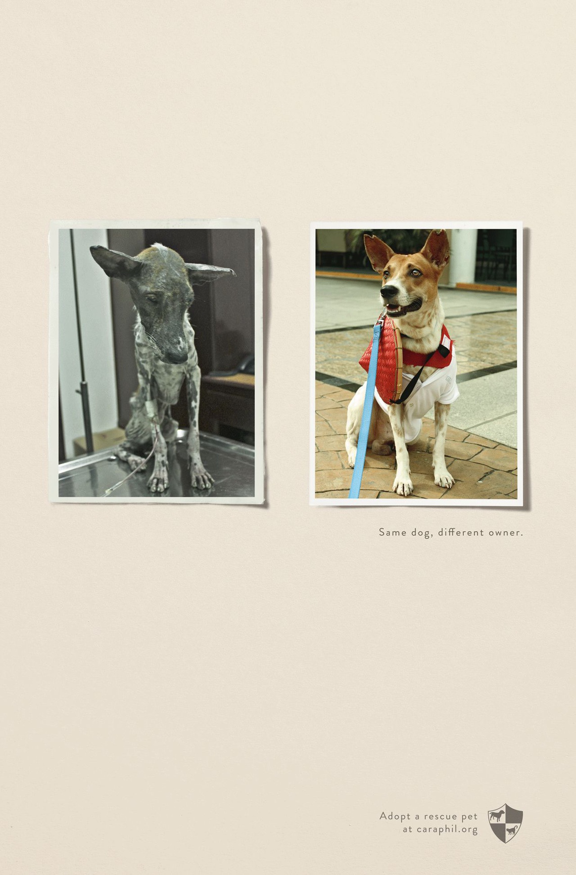 (Same dog. Different owner. – Adopt a rescue pet.) Campaign
for the animal welfare organization CARA Welfare Philippines.