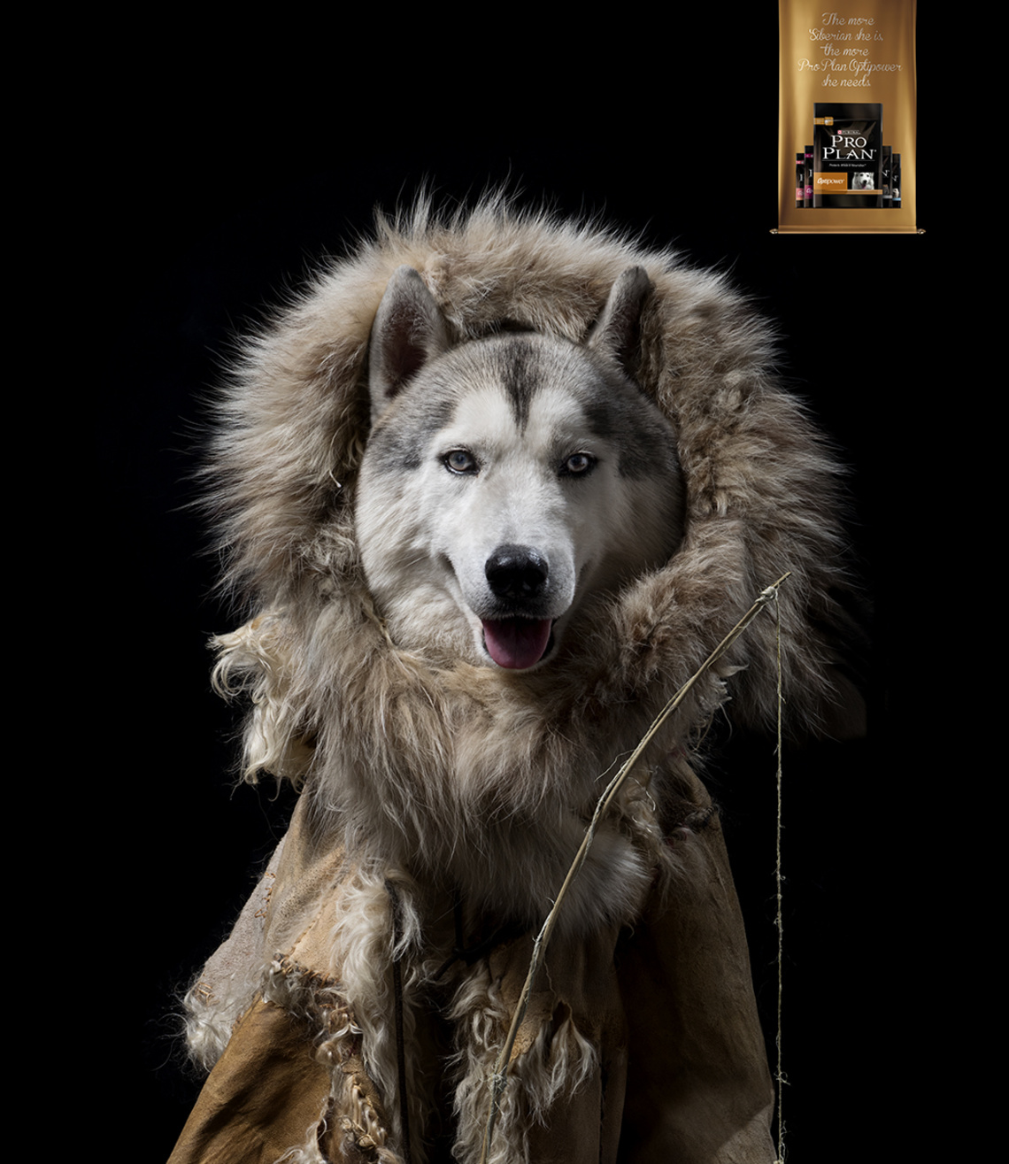 The more Siberian she is, the more Pro Plan Optipower she needs.
Campaign for Pro Plan, a specialty dog food that meets the nutritional needs of a variety of different breeds.