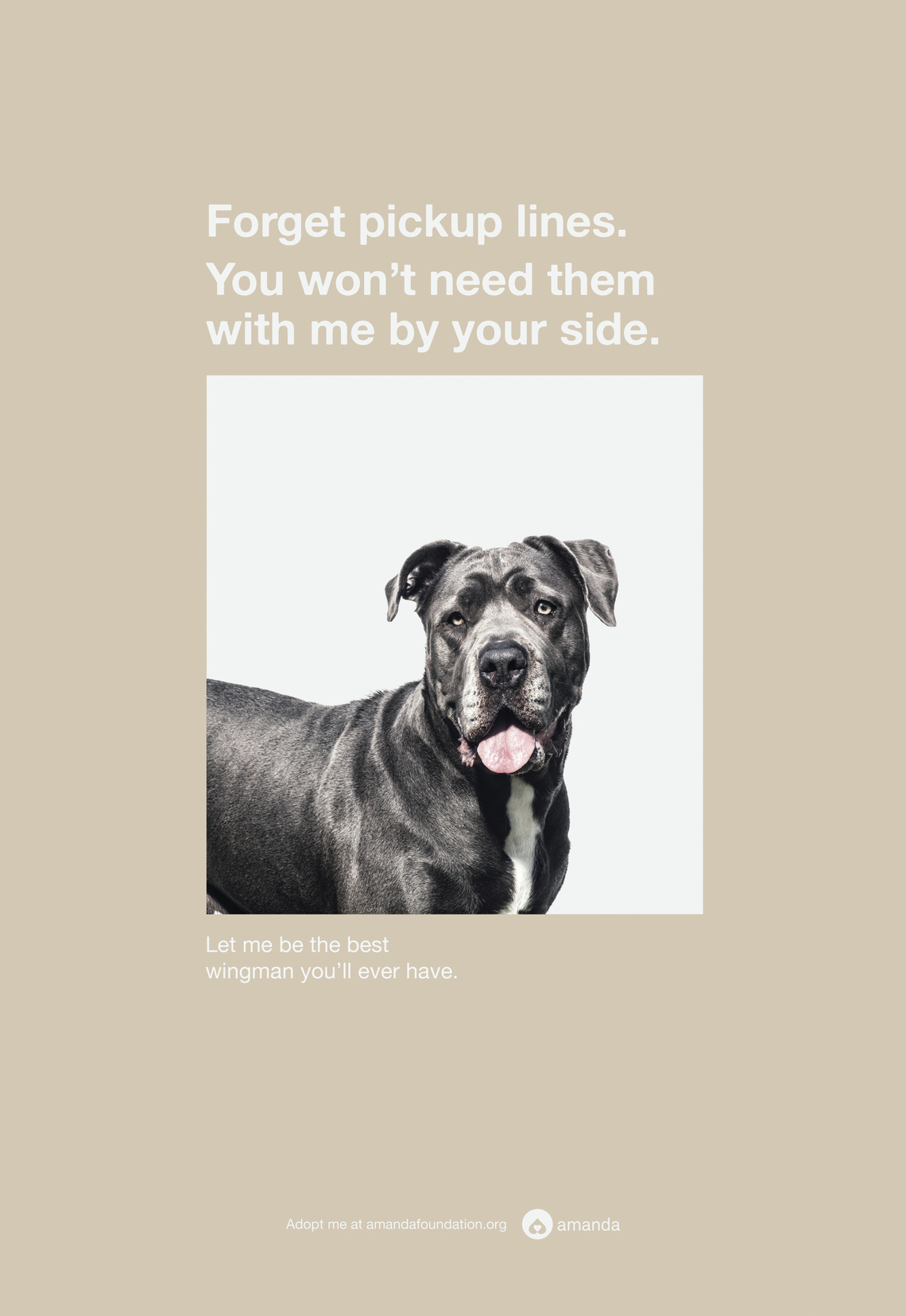 Let me be the best wingman you’ll ever have.
Poster campaign designed to increase the number of dogs adopted from the Amanda Foundation.