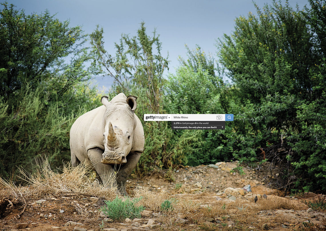 White Rhino.
2,270 in Gettyimages 0 in the world.
Unfortunately, the only place you can find it.