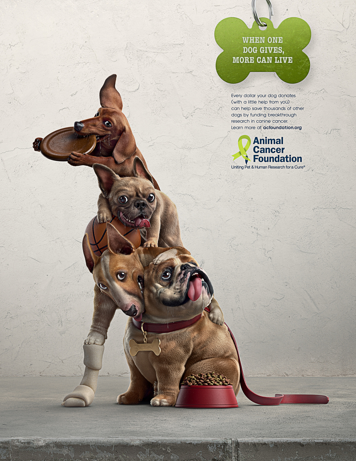 Animal Cancer Foundation