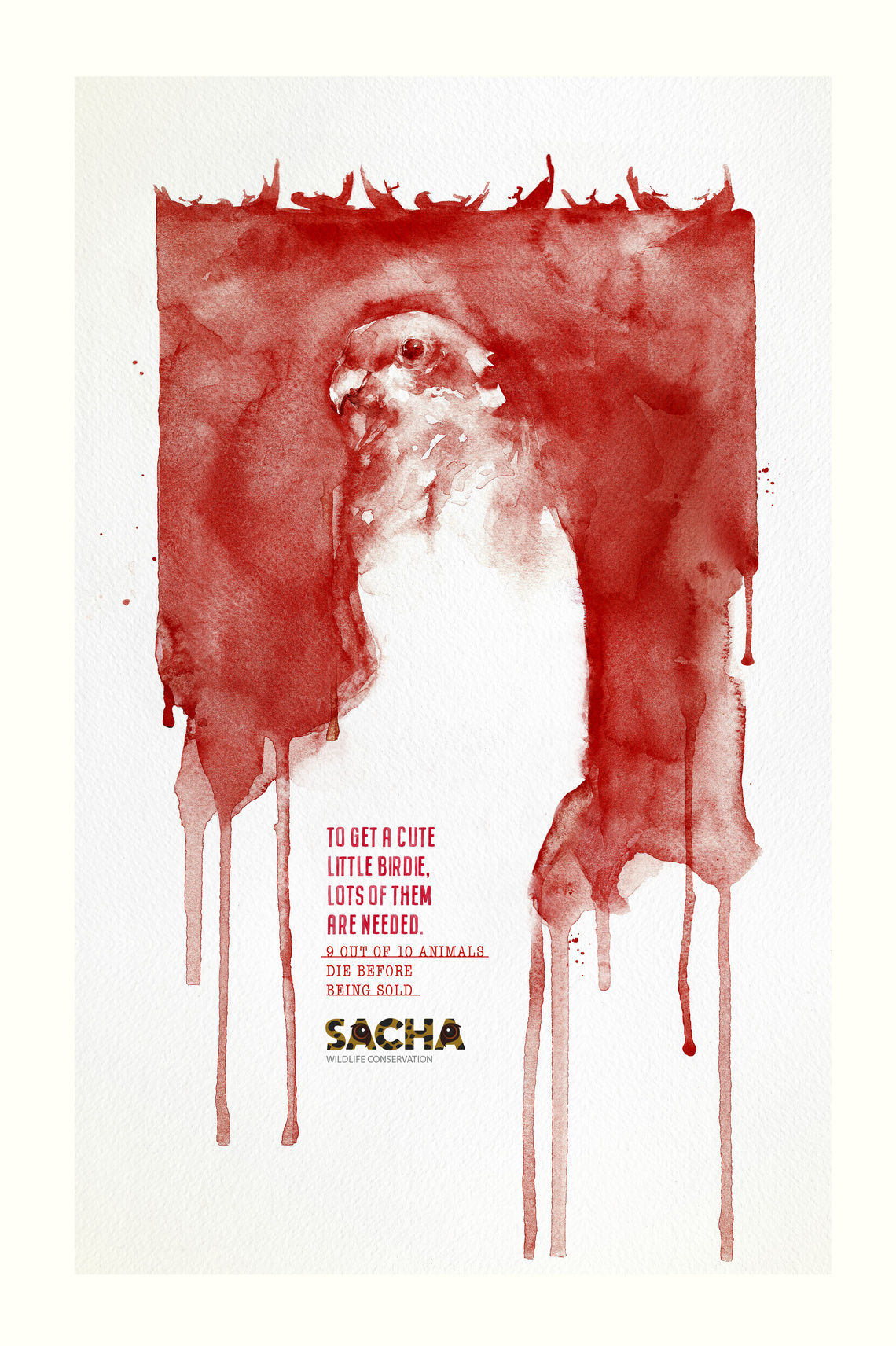 Campaign for environmental conservation organization Proyecto Sacha.